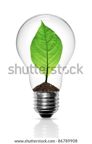 Leaves grow in a light bulb isolated