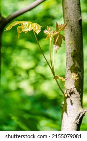 Leaves Growing From A Young Maple Tree Trunk