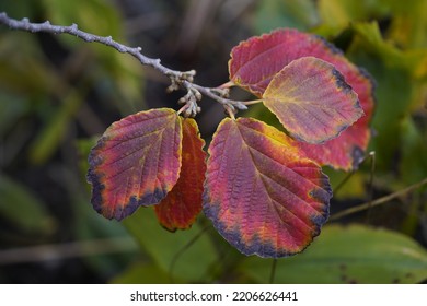 Leaves Of Hamamelis × Intermedia ,Diane, Hamamelidaceae Family. Hanover, Germany.