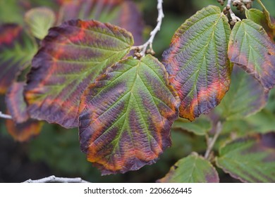 Leaves Of Hamamelis × Intermedia ,Diane, Hamamelidaceae Family. Hanover, Germany.