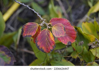 Leaves Of Hamamelis × Intermedia ,Diane, Hamamelidaceae Family. Hanover, Germany.