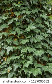 Leaves Hanging On A Tree Trunk In Ijam Nature Center In Knoxville,Tennessee.