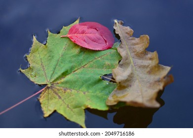 The Leaves Have Fallen Into A Puddle And The Wind Is Whirling Them In A Round Dance. And Then The Wind Died Down And The Trio Stopped In An Awkward Pause. At That Moment I Took A Picture.