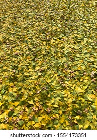 Leaves Have Finally Began To Fall At The California University Of Pennsylvania Campus!