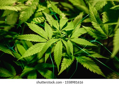 The leaves of hemp closeup. Growing marijuana under artificial light lamp