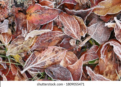 leaves in hoarfrost. Frosty white pattern on brown autumn leaves.Late autumn and early winter nature.Winter natural plant background.November and December. First frosts