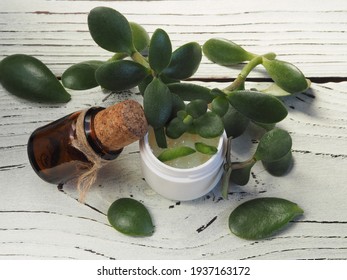 Leaves of the home flower crassula ovata, cream and tincture on the light wooden table. Drug plant crassula for use in alternative medicine, cosmetology and preparation of cosmetic natural remedy