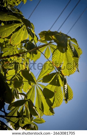 The leaves of Horsechestnut, botanically called Aesculus hippocastanum