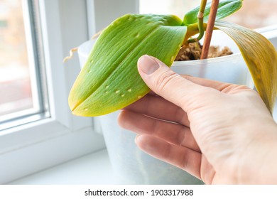The leaves of the houseplant are damaged by parasites. Improper care, a sick plant.