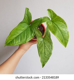 Leaves Of Houseplant Named Syngonium Mojito