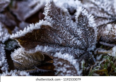 leaves with ice crystals