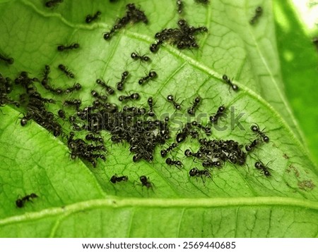 leaves infested with black ants