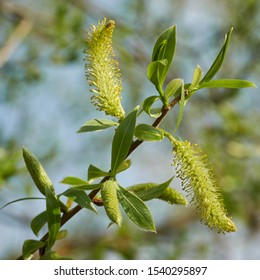  Leaves and inflorescence of a white willow (Salix alba) in spring at a lake                              