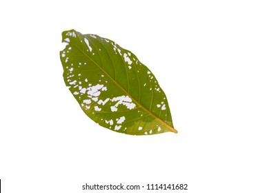 24,505 Caterpillar eating leaf Images, Stock Photos & Vectors ...