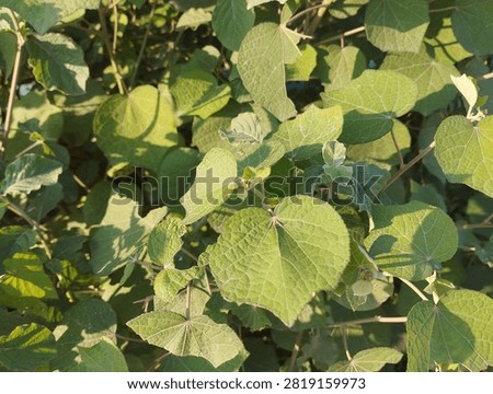 The leaves inside the park keep the environment beautiful.