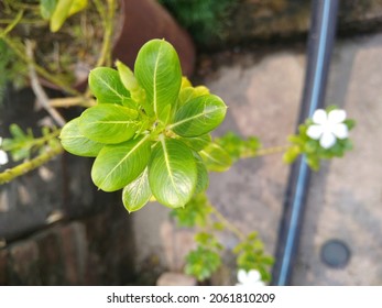 Leaves Are An Integral Part Of The Stem System.