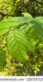 Leaves Are An Integral Part Of The Stem System.