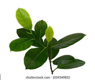 Jackfruit Leaves Images Stock Photos Vectors Shutterstock