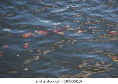 Leaves In The Kanawha River