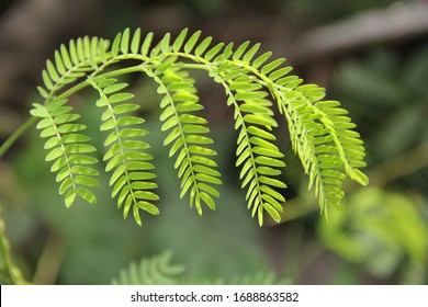 The Leaves Of The Kathina Tree

