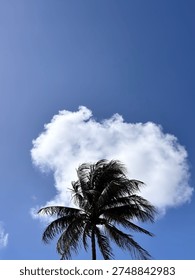 The leaves of a large palm tree create a magnificent sight against the backdrop of white clouds in the sky.