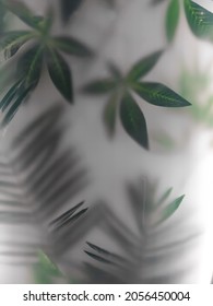 Leaves of large tropical plants behind frosted glass. The background of the jungle and the tropics on white. Translucent leaves in the fog - Shutterstock ID 2056450004