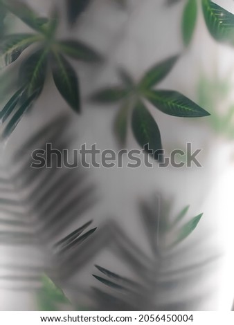 Leaves of large tropical plants behind frosted glass. The background of the jungle and the tropics on white. Translucent leaves in the fog