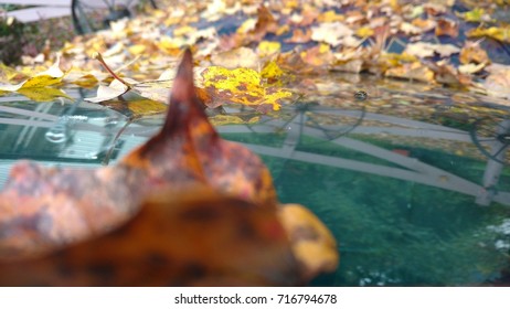 Leaves Lay Atop Of Blue Car Windsheild.