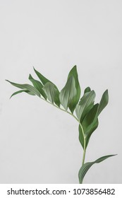 leaves with light grey background. Minimal style design with plants. Abstract background