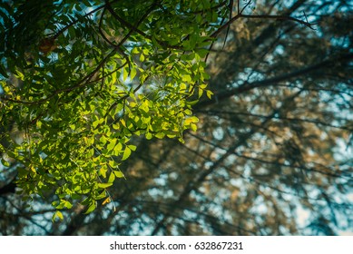 Leaves lighted