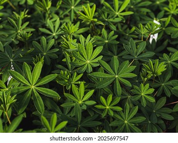 Leaves Of Lupinus, Commonly Known As Lupin, Lupine Or Regionally As Bluebonnet. Flowering Plants In The Legume Family Fabaceae