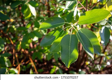 Leaves Of The Madrone Tree