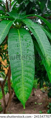 The leaves of the mango tree that grow branchy and dense are wet with raindrops in the afternoon. Foto d'archivio © 