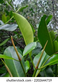 Leaves Of Mangrove. Grean Mangrove Leaves Focus Shot. 