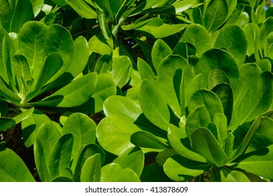 The Leaves Of Mangrove Trees On A Sunny Day.