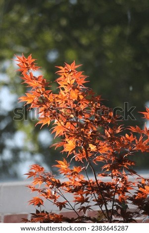 Leaves maple red orange aflame vibrant glowing in the sun glow afternoon morning autumn portrait fall exquisite creation nature beauty in focus closeup artistic changing colors 