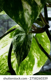 The leaves of a Marble Queen Pathos                               