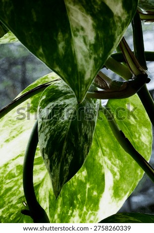 The leaves of a Marble Queen Pathos                               