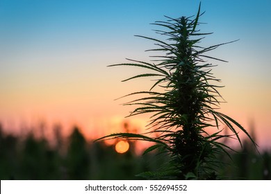 Leaves Of Marijuana Plant On The Field