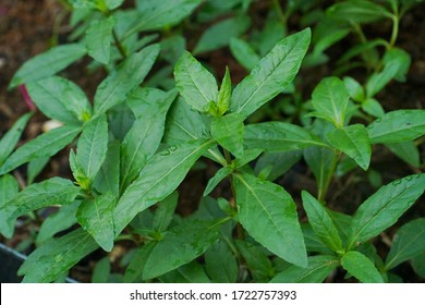 Leaves Medicinal Plant Eclipta Alba Stock Photo 1722757393 | Shutterstock