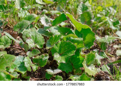 Leaves Of A Medicinal Plant Mother And Stepmother, Preparation Of Pharmaceutical Raw Materials