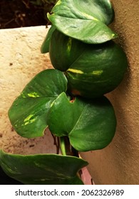 The Leaves Of Money Plant Or Devils Ivy Plant Growing Round Around The Column 