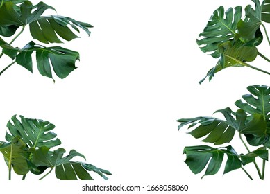The leaves of Monstera and Fern. The leaves separate the Swiss cheese plant separately on a white background.