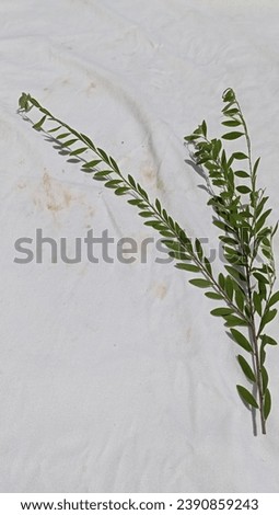Leaves morphology, leaves of phyllanthus M
myrtifolius.