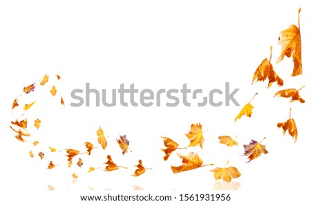 leaves moving flying from the  wind autumn weather background isolated 