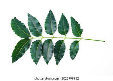 1,533 Nim Tree Images, Stock Photos & Vectors | Shutterstock