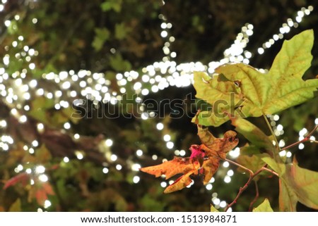 Leaves at night with background fairy lights.