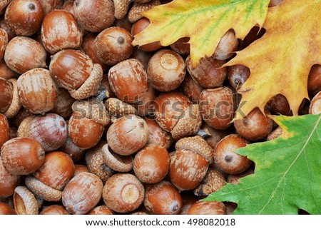 Leaves of oak tree and acorns. Autumnal background background