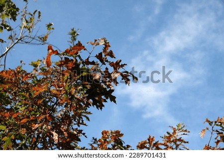 The leaves of an oak tree changing colour in early autumnfall. 