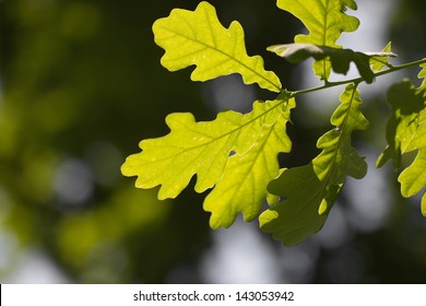 Leaves Of The Oak Tree In Nature